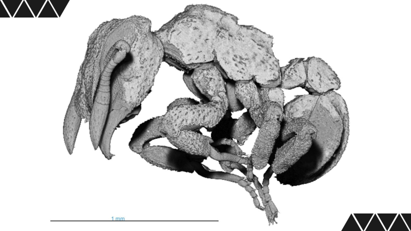 3d render of a fungus growing ant cyphomyrmex rimosus